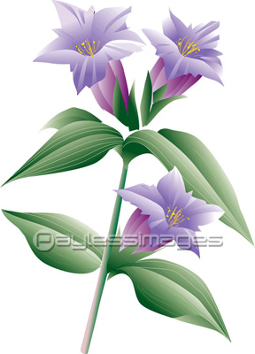 りんどう 商用利用可能な写真素材 イラスト素材ならストックフォトの定額制ペイレスイメージズ