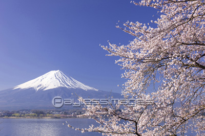 富士山と桜 ストックフォトの定額制ペイレスイメージズ