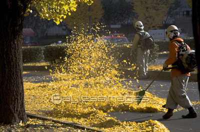 落ち葉の掃除の写真 イラスト素材 Gf ペイレスイメージズ