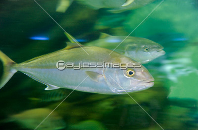 回遊魚の写真 イラスト素材 写真素材 ストックフォトの定額制ペイレスイメージズ