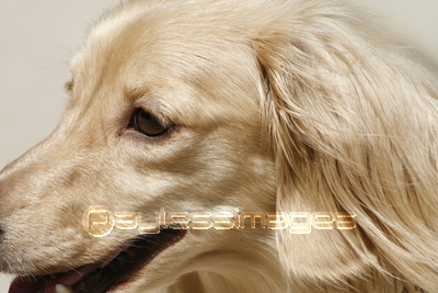 �ߥ˥��奢���å����ե��