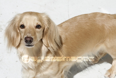 �ߥ˥��奢���å����ե��