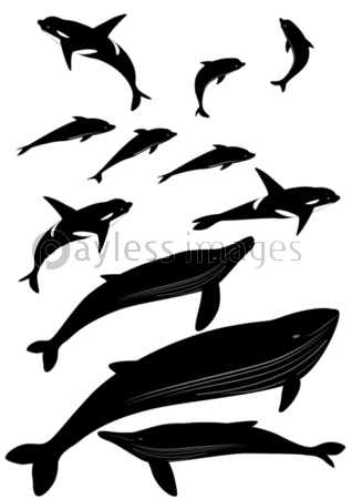 クジラ イルカ シルエット ストックフォトの定額制ペイレスイメージズ