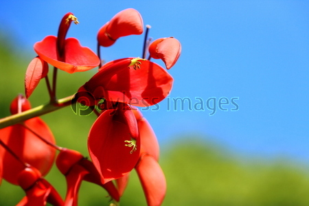 ����ꥫ�ǥ���