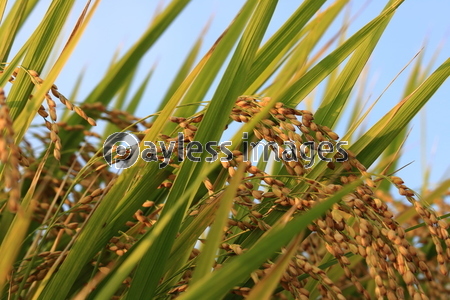 ������Ķ�