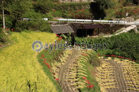 �߸���ê��