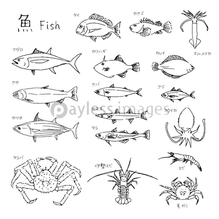 回遊魚の写真 イラスト素材 写真素材 ストックフォトの定額制ペイレスイメージズ