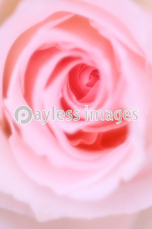 ���եȤʥХ�Υ��᡼��