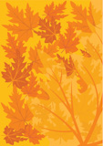 Orange background of autumn maple leaves