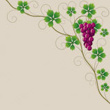 merlot grapes on the vine