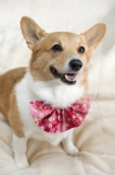 corgi