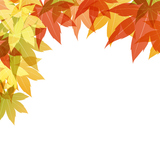 maple background